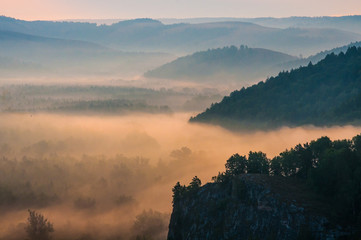 pine forest - valley shrouded in fog in the rays of dawn