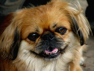 Face of pekingese dog,  close-up