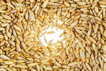 Wheat Grain on White. Grain Cereal Background Texture