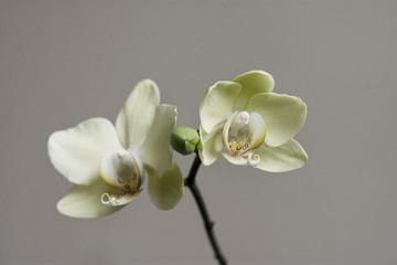 Orchid branch on isolated background