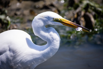great white egret with fish
