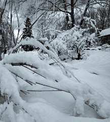 snow covered trees