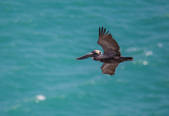 brown pelican in flight