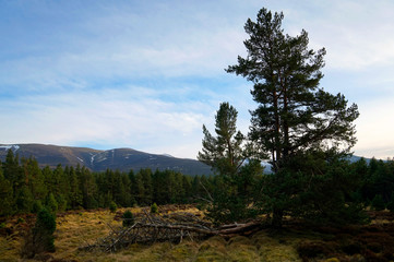 Cairngorms Forest