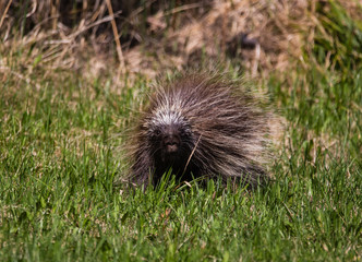 porcupine close up