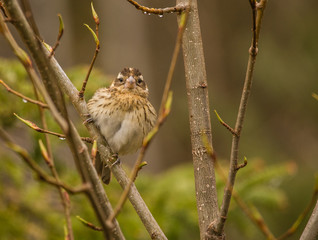 close up of rose breasted grosbeak