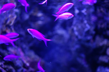 水族館の魚やペンギン