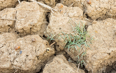 Grass on dry soil