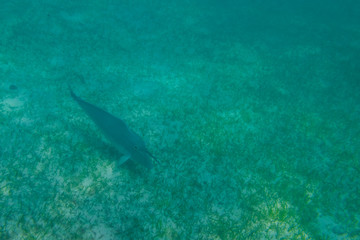 Obraz premium Fish snorkeling and diving underwater in the atoll of the Maldives