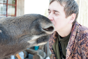Obraz premium Closeup of a man kissing a moose