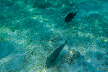 Fototapeta premium Fish snorkeling and diving underwater in the atoll of the Maldives