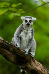 Katta (Lemur catta)