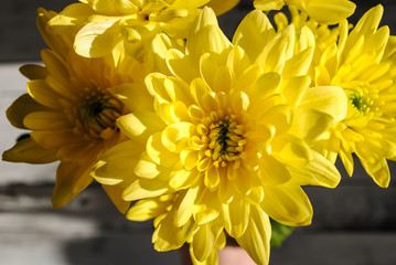 Yellow chrysanthemum on the table