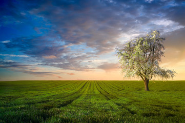 A cherry tree blossoms in a green wheat field as the Sunsets 