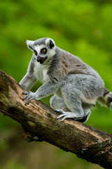 Katta (Lemur catta)