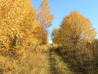 Fototapeta premium Landscape in the field with road and trees with golden foliage on the sides.