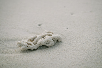 Coral on the white sandy beach of the Maldives
