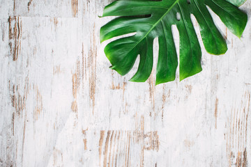 background with green monstera deliciosa leaves
