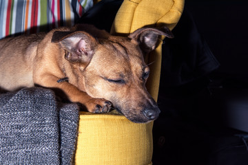 Cute brown puppy sitting on a sofa - dog photography - favourite pet - mixed race dog, - mongrels...