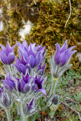 Crocus vernus, Frühlings-Krokus, Oster Blumen