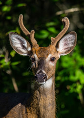 Naklejka na ściany i meble summer white tailed deer buck in velvet