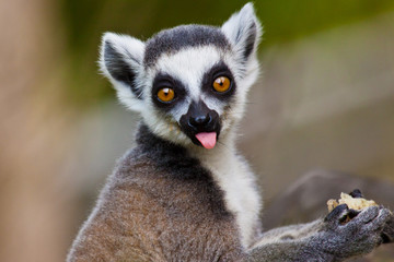Katta (Lemur catta)