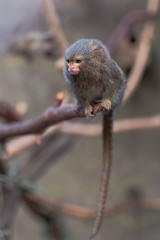 Pygmy Marmoset Callithrix Cebuella pygmaea on a branch