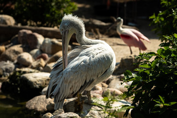 Preening Pelican