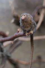 Pygmy Marmoset Callithrix Cebuella pygmaea on a branch