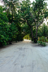 A small jungle in the middle of the Maldives with sandy paths and sun rays through the jungle