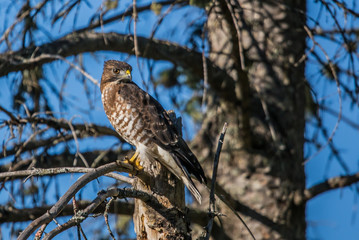 profile of red tailed hawk