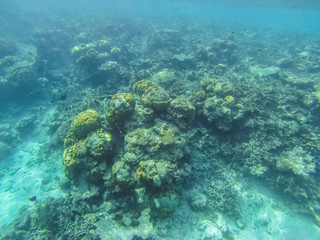 Fototapeta premium Diving in the Maldives with corals and fish