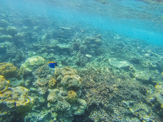 Fototapeta na wymiar Diving in the Maldives with corals and fish