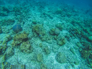 Naklejka na ściany i meble Diving in the Maldives with corals and fish