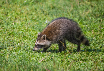 baby raccoon in meadow