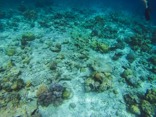 Diving in the Maldives with corals and fish