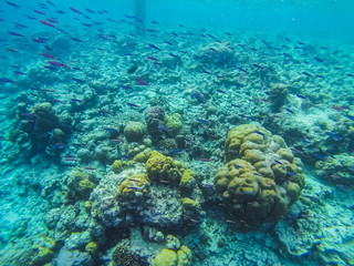 Diving in the Maldives with corals and fish