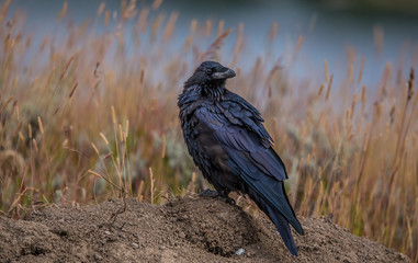 profile of raven 