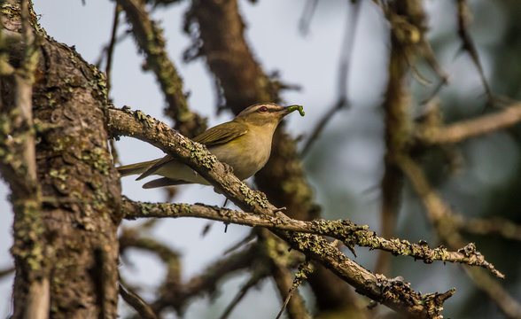 Red Eyed Vireo In Tree 