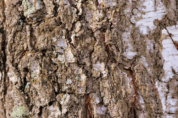 Birch tree bark texture and background close up. Brown color toned
