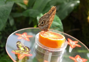 Schmetterling mit Orange