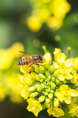 Honey bee collecting pollen on canola flower