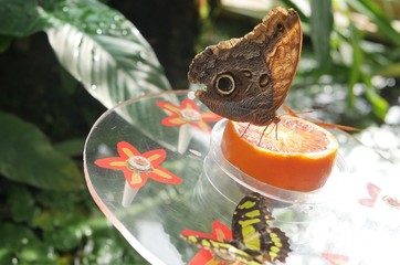 Schmetterling mit Orange