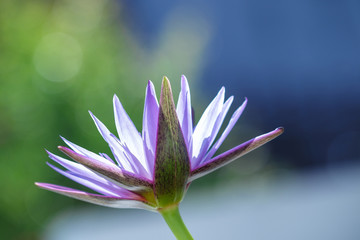Fototapeta na wymiar blooming purple water lily or lotus, flower in sunlight