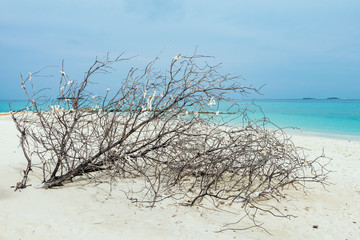 Coral on the white sandy beach of the Maldives