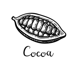 Ink sketch of cocoa.