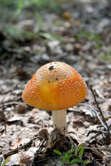 Toxic red fly agaric mushroom