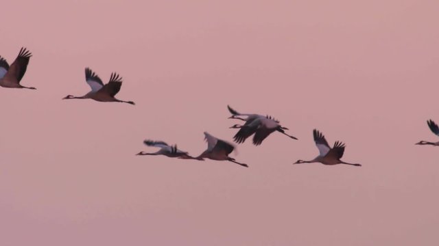 Cranes migration in Hungary, Central-Europe
