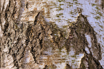 Birch tree bark texture and background close up. Brown color toned