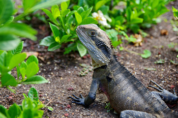 Close up of a iguana in the nature. Reptile portrait.